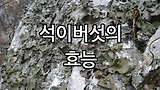 석이버섯 효능 부작용 알아보기. 차 술 만드는 방법, 석이버섯 손질법