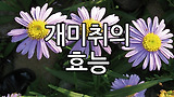 개미취 효능 부작용 알아보기. 개미취 나물, 자완, 반혼초, 탱알