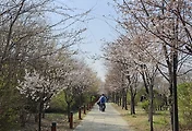 [2025년 영등포 여의도 봄꽃축제] 여의도 벚꽃 개화현황