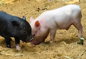 육류 관련주 - 돈육 관련주