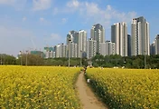 양화한강공원 및 반포한강공원 서래섬 유채꽃 풍경