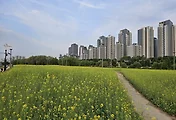 서래섬 유채꽃(서래섬 유채꽃축제) 풍경