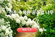 공조팝나무 만개 시기, 한국도로공사 전주수목원 여행