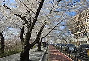 서울벚꽃축제 어지? 벚꽃 절정