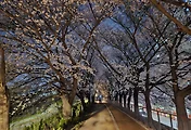 안양천 벚꽃 야경(2025년)