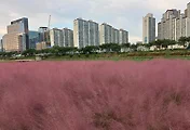 안양천 핑크뮬리 볼수 있는 곳