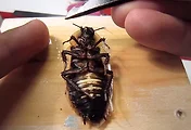 로보로치(RoboRoach)를 만드는 방법, 곤충을 마음대로 조정하는 기술!
