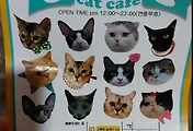 [명동카페] 명동고양이 카페, 명동데이트장소 추천