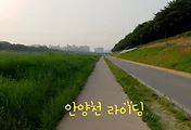 안양천 자전거 타며 만난 세 가지 봄꽃(이팝나무, 아카시아꽃, 샤스타데이지)