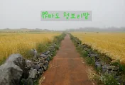 [가파도 여행] 가파도 청보리밭 풍경