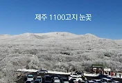 제주 1100고지 / 1100고지 휴게소 눈꽃과 설경, 환상적이네요