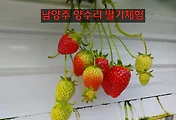 양평/양수리 딸기체험 후기(in 두물나루 딸기농장)