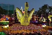 [부산여행] 평화공원 국화축제 다녀왔어요