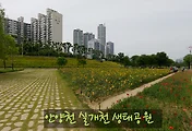 안양천 실개천생태공원 여름꽃(해바라기, 양귀비, 금계국. 수레국화)
