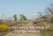 아라뱃길 벚꽃/매화나무꽃(매화동산~안개협곡)