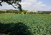 시흥연꽃테마파크와 카페 연다정, 연꽃은 지고, 수련은 한창