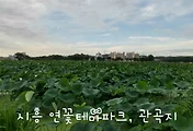 시흥 가볼만한곳, 시흥 연꽃테마파크와 관곡지 연꽃구경(사진多)