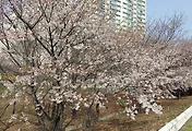안양천 벚꽃 개화 현황