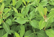 article_related_rep_thumbnail_link