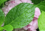 article_related_rep_thumbnail_link