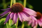 article_related_rep_thumbnail_link