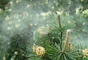 cover_item_thumbnail