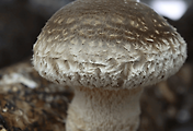 article_related_rep_thumbnail_link