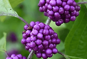 article_related_rep_thumbnail_link