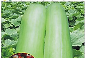 울외 씨앗종자: 재배가 쉬운 오이참외, 장아찌용 나나스케