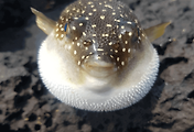 article_related_rep_thumbnail_link
