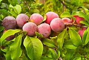 오빠야5
