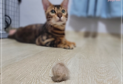 반려동물 6