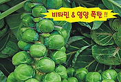 방울 미니다다기 양배추 씨앗종자: 영양이 풍부한 채소