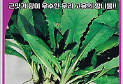 고들빼기 씨앗종자: 당뇨 개선 등 건강을 담은 선택