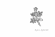 마롤로 그라빠(Marolo Grappa) & 산타 테레사(Distilleria Santa Teresa), 이탈리아 피에몬테 기반의 소규모 고품질 그라빠 생산자 썸네일