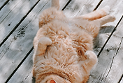 건강