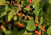 artticle-related-rep-link1