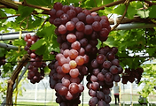 article_related_rep_thumbnail_link