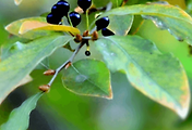 article_related_rep_thumbnail_link