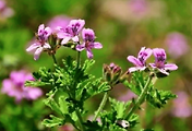 article_related_rep_thumbnail_link