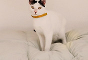 cover_item_thumbnail
