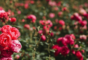 article_related_rep_thumbnail_link