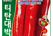 티탄대박 고추 씨앗종자, 복합계 강력한 병 저항성과 우수한 수확의 보장