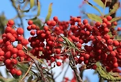 artticle-related-rep-link1