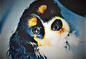 cover_item_thumbnail
