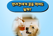 썸네일-/entry/%EB%B0%98%EB%A0%A4%EA%B2%AC%EC%97%90%EA%B2%8C-%EA%BF%80%EC%9D%84-%EB%A8%B9%EC%97%AC%EB%8F%84-%EB%90%A0%EA%B9%8C-%EC%B4%88%EC%BD%9C%EB%A6%BF%EA%B3%BC-%EB%8B%A4%EB%A5%B8-%EA%BF%80%EC%9D%98-%EC%A7%84%EC%8B%A4