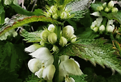 article_related_rep_thumbnail_link