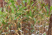 article_related_rep_thumbnail_link