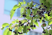article_related_rep_thumbnail_link