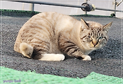 반려동물 6
